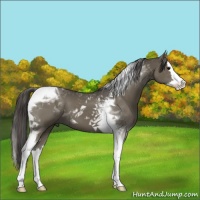 Horse Color:Smoky Black Splash Tobiano 