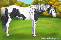 Horse Color:Black Splash Tobiano 