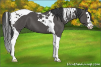 Horse Color:Black Splash Tobiano