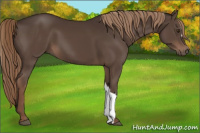 Horse Color:Liver Chestnut 