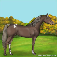 Horse Color:Liver Chestnut Mushroom Appaloosa 