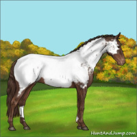 Horse Color:Liver Chestnut Appaloosa 