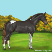 Horse Color:Liver Chestnut Tobiano 