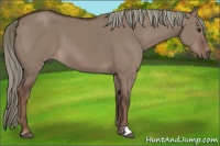 Horse Color:Liver Red Dun Mushroom 
