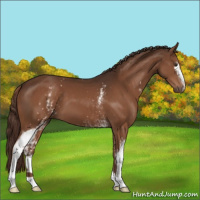 Horse Color:White Spotted Liver Chestnut 