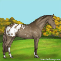 Horse Color:Chocolate Palomino Appaloosa 