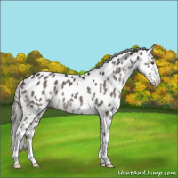 Horse Color:White Spotted Liver Red Dun Mushroom Appaloosa 
