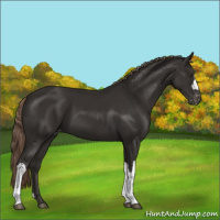 Horse Color:Liver Chestnut Appaloosa 