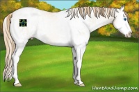 Horse Color:White Spotted Smoky Grullo Pearl Splash Appaloosa Rabicano 
