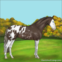 Horse Color:Liver Chestnut Mushroom Splash Appaloosa 