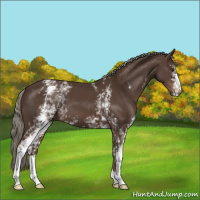 Horse Color:White Spotted Liver Chestnut Mushroom 