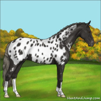 Horse Color:Liver Chestnut Mushroom Appaloosa