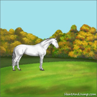 Horse Color:White Spotted Black Sabino Appaloosa 