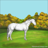 Horse Color:White Spotted Black Frame Leopard 