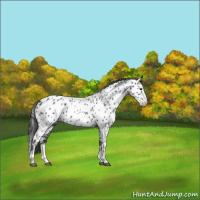 Horse Color:Blue Roan Splash Appaloosa 