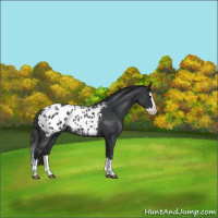 Horse Color:Blue Roan Splash Appaloosa