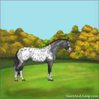 Horse Color:Blue Roan Splash Frame Appaloosa 