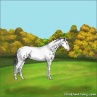Horse Color:Blue Roan Splash Tobiano Frame Appaloosa 