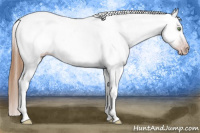 Horse Color:Gray Amber Champagne Sabino Appaloosa 