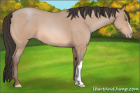 Horse Color:Amber Champagne Roan 