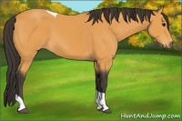 Horse Color:Buckskin Tobiano 