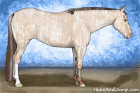 Horse Color:Amber Champagne Dun Sabino and Amber Champagne Dun