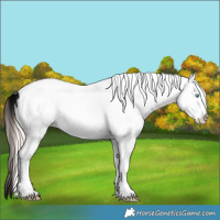Horse Color:White Spotted Smoky Creme 