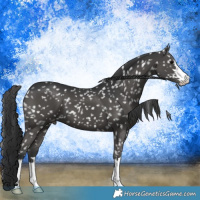 Horse Color:Black Appaloosa 