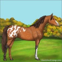Horse Color:Buckskin Appaloosa 