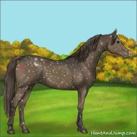 Horse Color:Smoky Black Appaloosa 