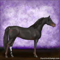 Horse Color:Liver Chestnut Appaloosa