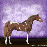 Horse Color:Liver Chestnut Tobiano Appaloosa 
