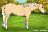 Horse Color:Palomino Roan 