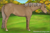 Horse Color:Chocolate Palomino 