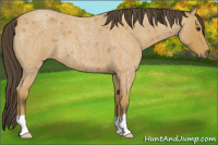 Horse Color:Buckskin Roan 