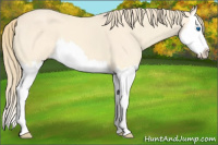 Horse Color:Perlino Splash