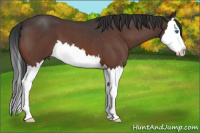 Horse Color:Brown Roan Splash