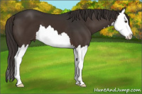 Horse Color:Liver Chestnut Sabino Splash