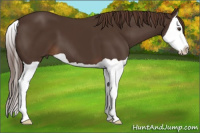 Horse Color:Liver Chestnut Splash 