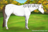 Horse Color:White Spotted Buckskin Appaloosa Rabicano 