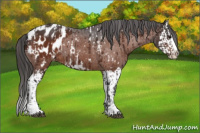 Horse Color:Bay Sabino Splash Appaloosa  and Bay Sabino Splash Appaloosa 