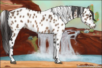 Horse Color:Brown Dun Leopard 