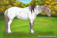 Horse Color:Classic Champagne Sabino Tobiano Appaloosa  and Classic Champagne Sabino Tobiano Appaloosa 