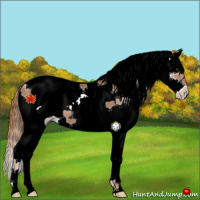 Horse Color:White Spotted Chestnut Splash Rabicano 