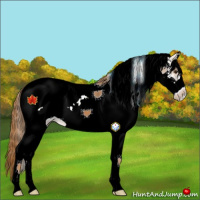 Horse Color:White Spotted Chestnut 