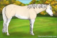 Horse Color:Silver Amber Cream Champagne Dun Sabino Splash Rabicano