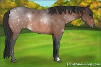 Horse Color:Bay Appaloosa 