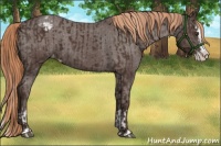 Horse Color:Liver Chestnut Sabino Splash Varnish  and Liver Chestnut Sabino Splash Varnish 