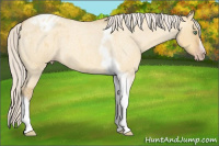 Horse Color:Gray Silver Amber Cream Champagne Roan Dun Splash Tobiano Frame Varnish Rabicano 