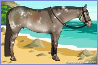 Horse Color:White Spotted Liver Red Dun 